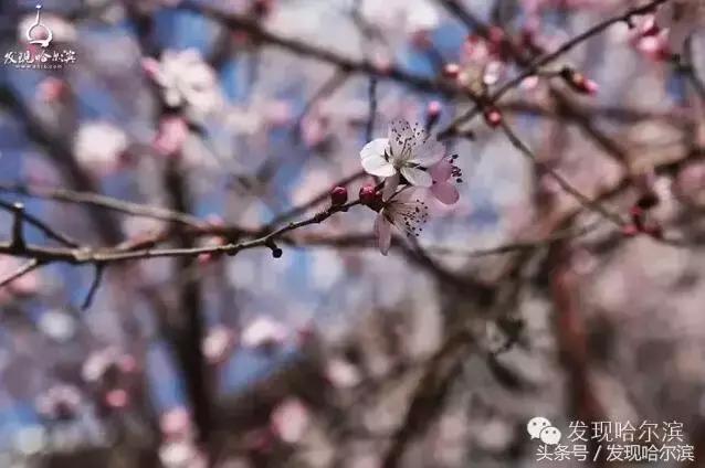 春天哈尔滨好玩的地方,哈尔滨春天景色