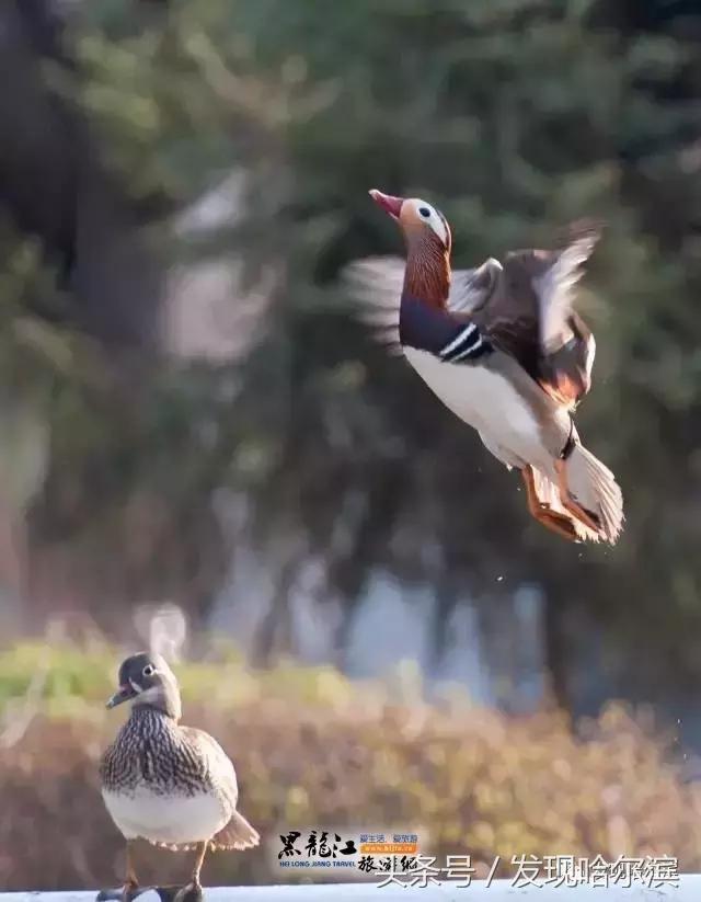 春天哈尔滨好玩的地方,哈尔滨春天景色