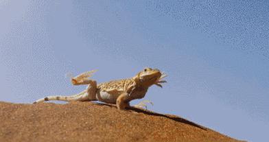 假期一定要带孩子看的5部纪录片,孩子必看的10部自然纪录片