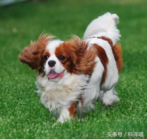 不怕冷的宠物狗有哪些,十种不怕冷的宠物狗有哪些