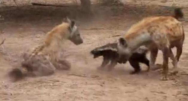 蜜獾和鬣狗哪个厉害,非洲蜜獾跟鬣狗谁厉害