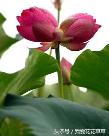 土朱洋朱并蒂莲对对红孤挺花你养的到底是哪一个？