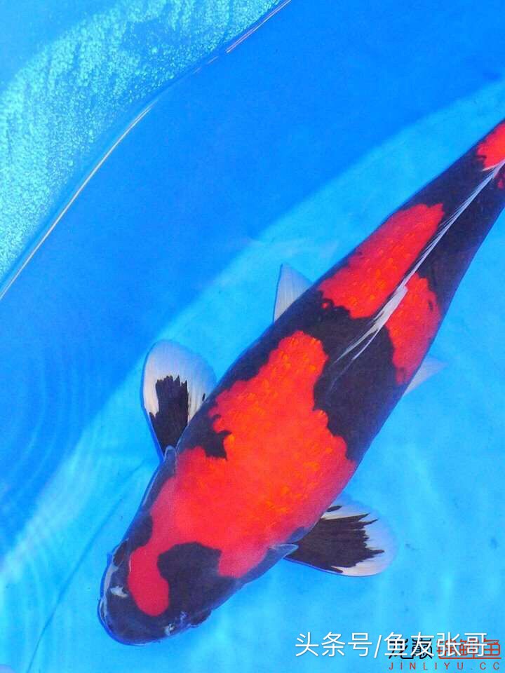 甲硝唑可以治疗锦鲤鱼凸眼吗,锦鲤鱼凸眼鱼胸肿胀什么问题