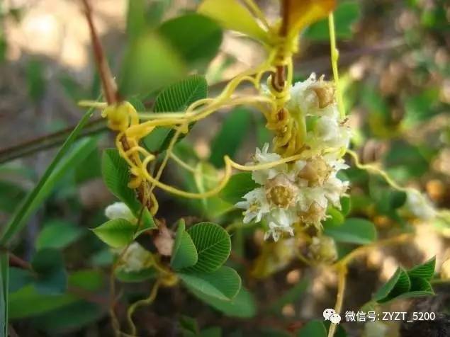 安胎药配方大全,安胎药古方