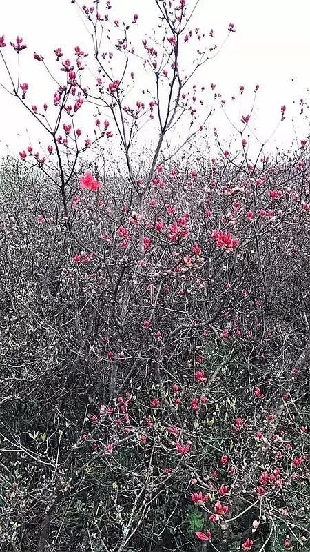 浏阳大围山杜鹃花旅游攻略,湖南浏阳大围山杜鹃花节一日游