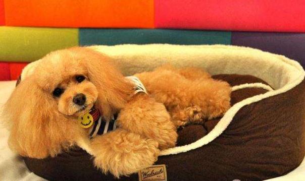 狗狗产后吃什么下奶多,狗狗产后消炎用什么药