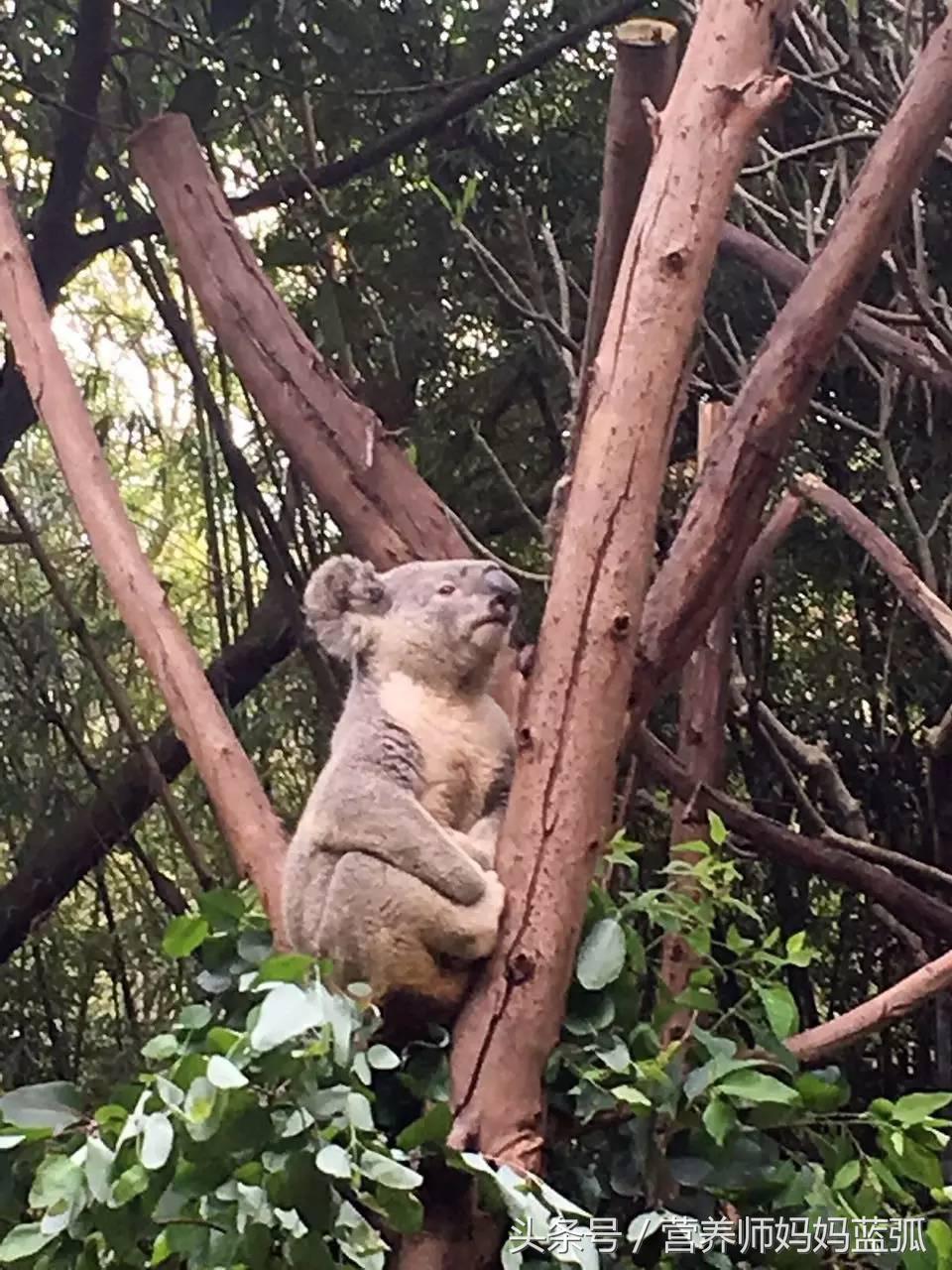 亲子游|井柏然推荐，长隆野生动物世界和海洋王国深度游记！