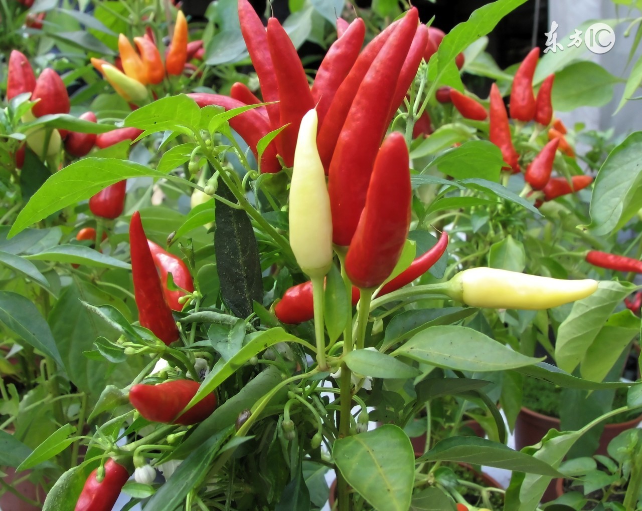 园田辣椒死秧怎么回事,辣椒死秧怎么回事