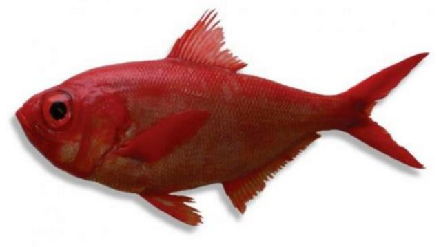 新西兰海产干货,新西兰海珍品