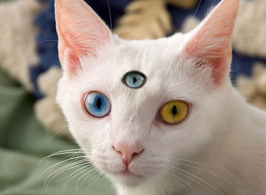 人类曾经确实有“第三只眼”，现在还隐藏在大脑中！