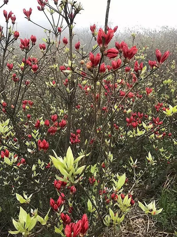 浏阳大围山杜鹃花旅游攻略,湖南浏阳大围山杜鹃花节一日游