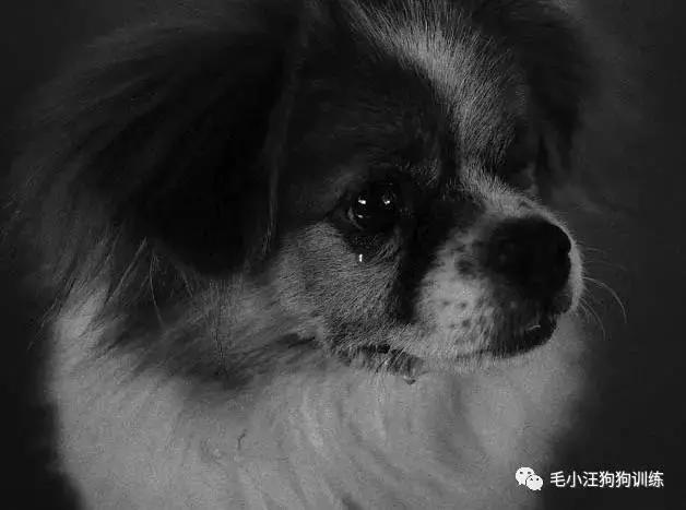 遛狗太气人句子,遛狗时被人骂怎么办