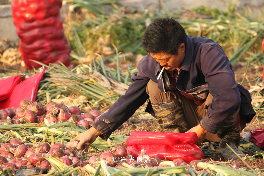 菜贱伤农的原因和对策,简要分析菜贱伤农和菜贵伤民现象