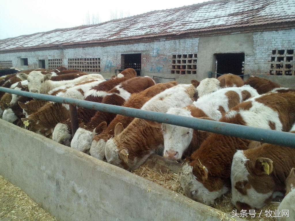 养牛疾病的诊断和治疗措施是什么,怎样快速识别牛病