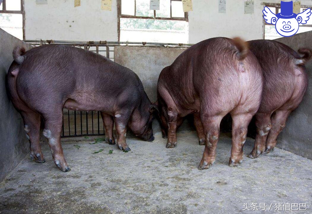 猪吃泔水中毒,泔水喂猪中毒