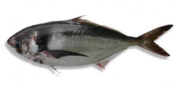 新西兰海产干货,新西兰海珍品