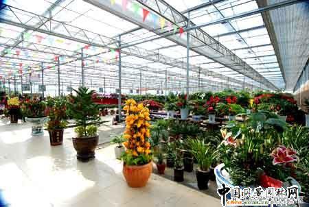 扬州花木市场,扬州阿波罗花木市场现在还在开吗