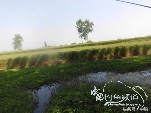 假日野钓鲫鱼,假日河边钓鲫鱼