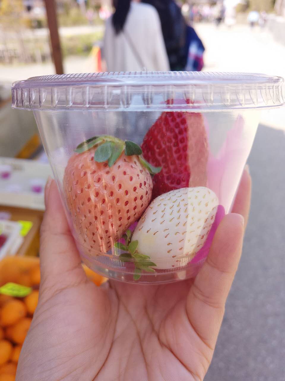 初游日本,日本最值得尊敬的对手