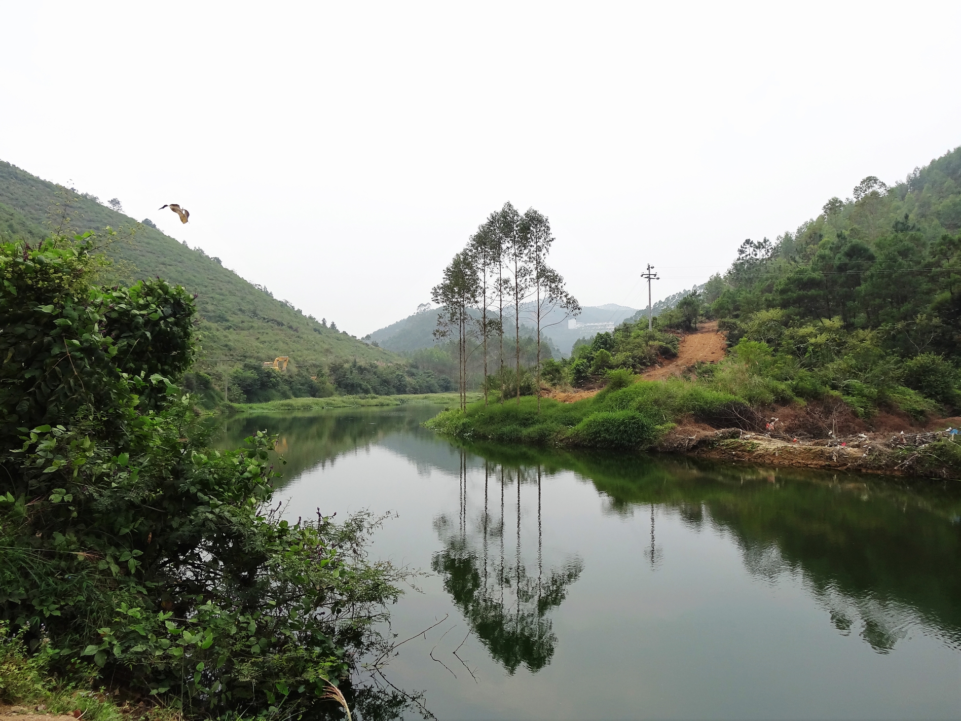 中国桂圆之乡广西博白,博白的桂圆和莆田桂圆谁好
