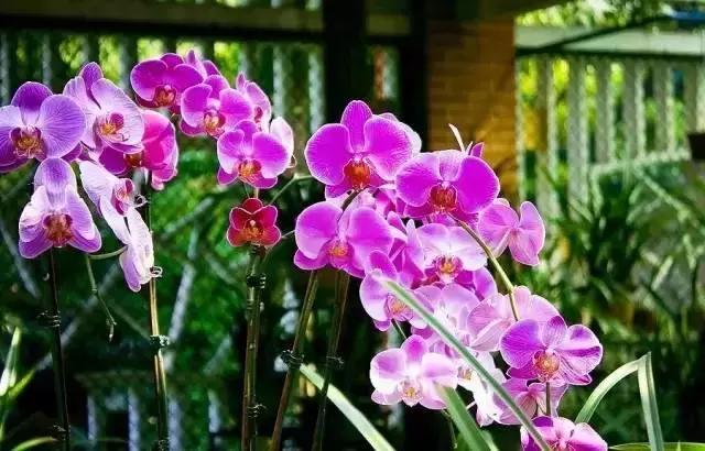 去过100次越秀公园，却不知旁边有个秘密花园！美爆了！