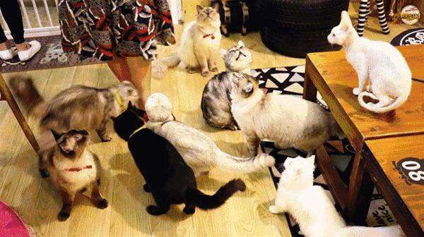 猫咖郑州焦作,焦作猫咖推荐