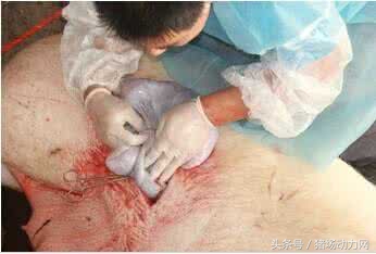 难产母猪怎样进行剖宫产手术,母猪剖腹产手术全部流程