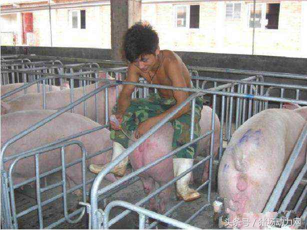 难产母猪怎样进行剖宫产手术,母猪剖腹产手术全部流程