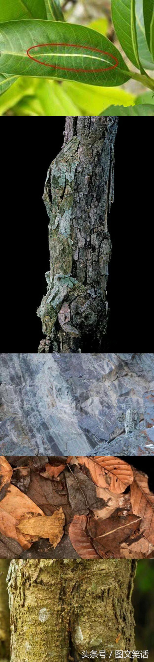 图文笑话：兄弟，你说普通话吧，你这四川话我听的脑壳疼