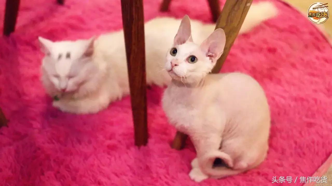 猫咖郑州焦作,焦作猫咖推荐