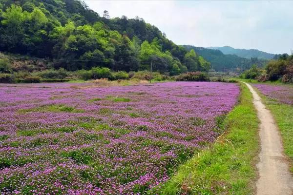 跟着小路旅游不迷路,婺源五一适合去哪里玩