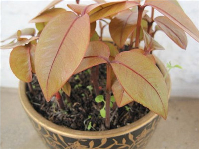 山竹的籽可以种盆栽吗,山竹果核怎么盆栽