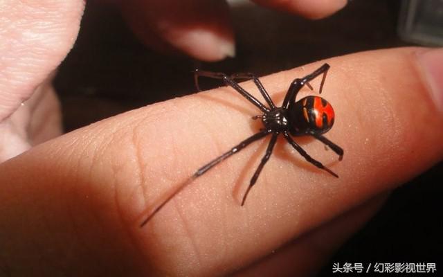 如果被毒蜘蛛咬伤了怎么处理,被毒蜘蛛咬伤应怎样处理