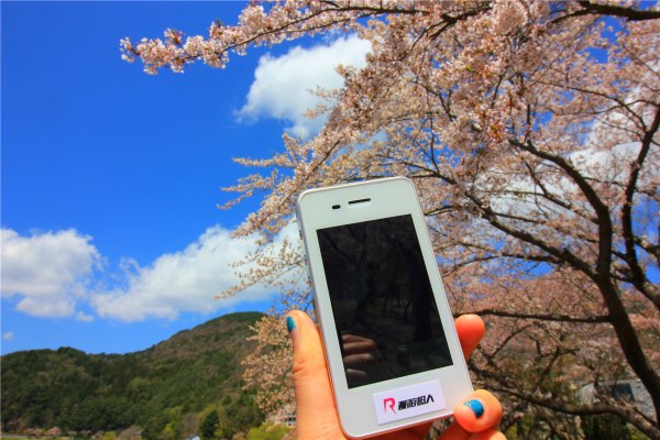 落英缤纷系列,落樱缤纷日本