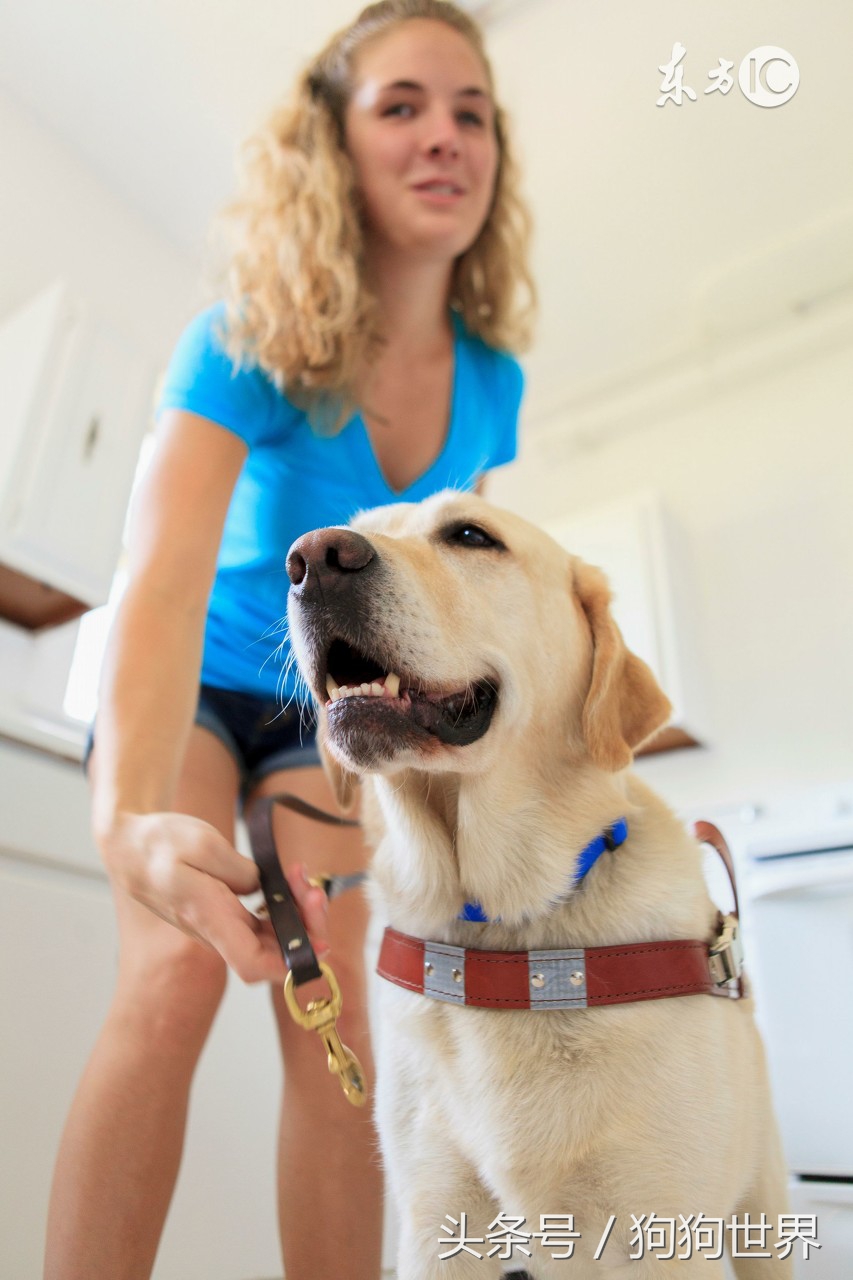 狗狗知识布鲁氏菌病