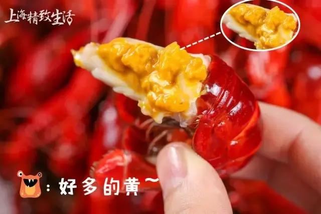 上海清水小龙虾,上海澳洲小龙虾