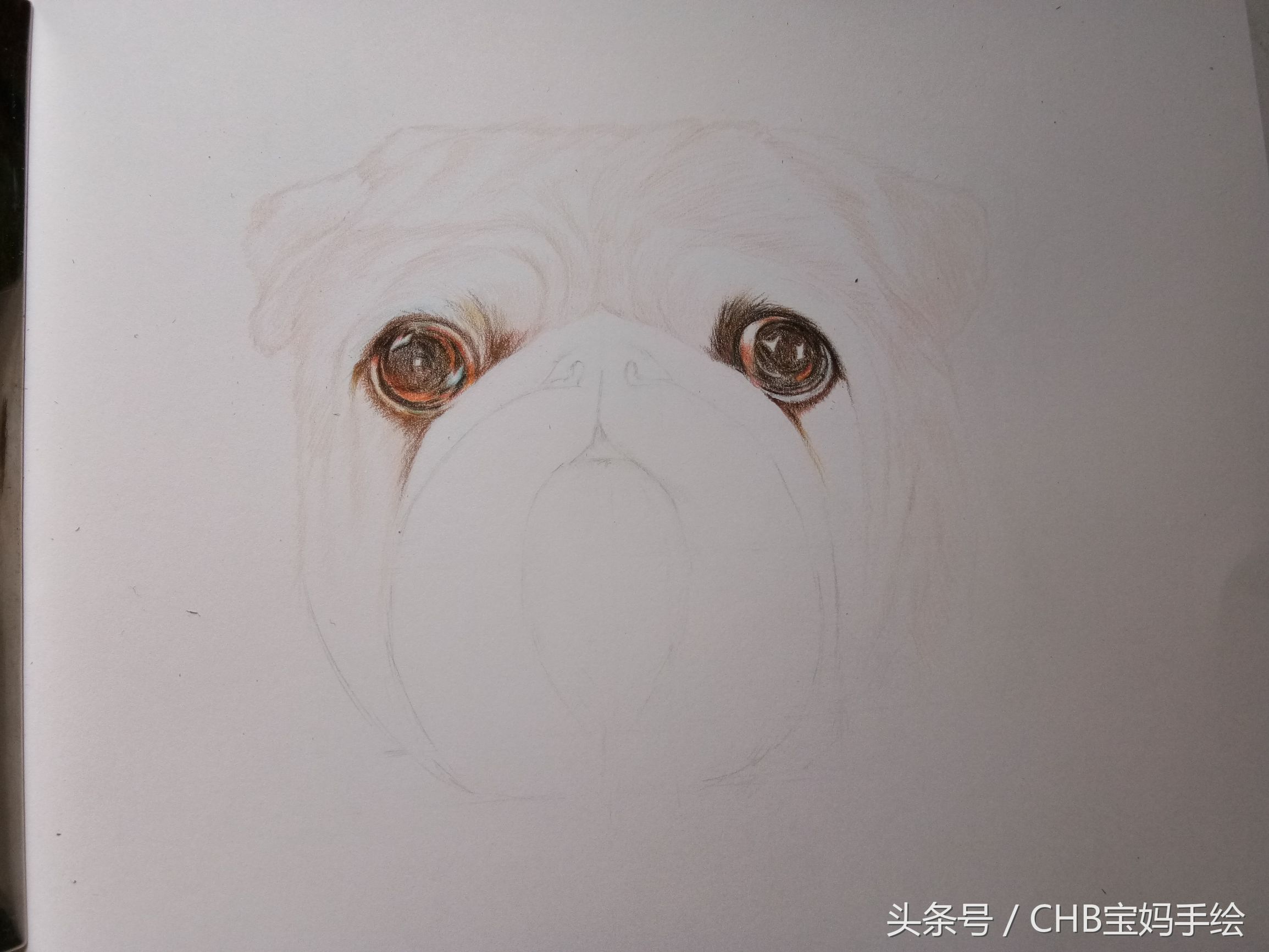 彩铅绘画入门零基础小狗,零基础学铅笔画入门小狗