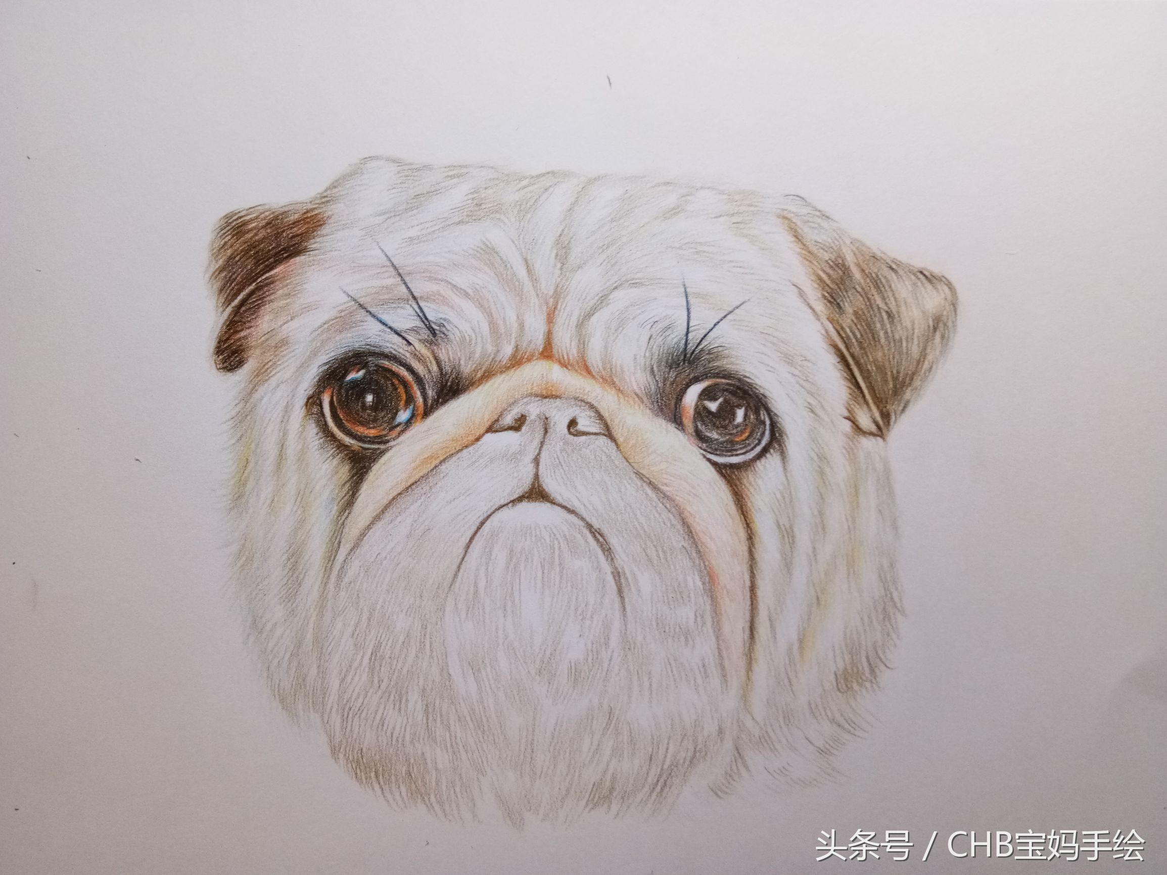 彩铅绘画入门零基础小狗,零基础学铅笔画入门小狗