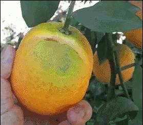 妗冨瓙鍙互鍜屽摢浜涙按鏋滃悆,鑳藉悆妗冨瓙鐨勯鐗╂湁鍝簺