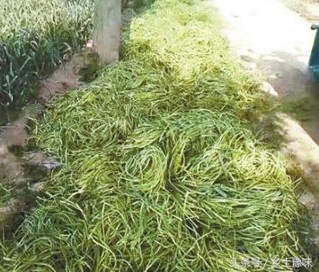 蒜薹为什么突然贵了,蒜薹为什么涨价