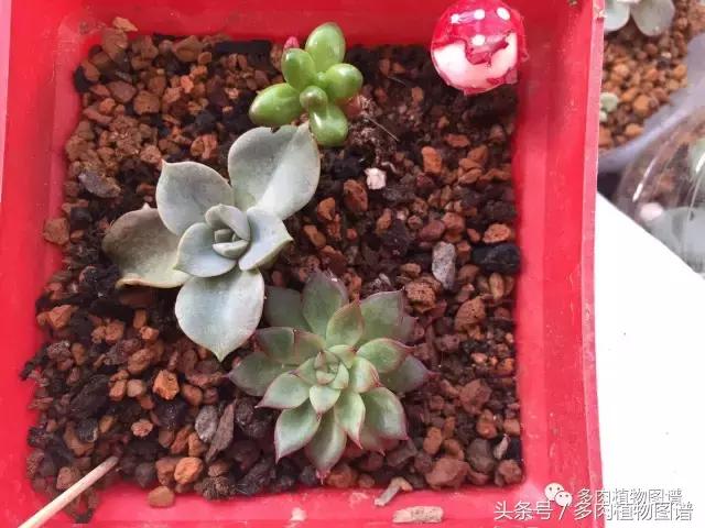 宿舍多肉品种推荐,宿舍多肉