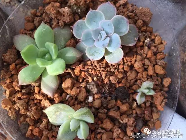 宿舍多肉品种推荐,宿舍多肉