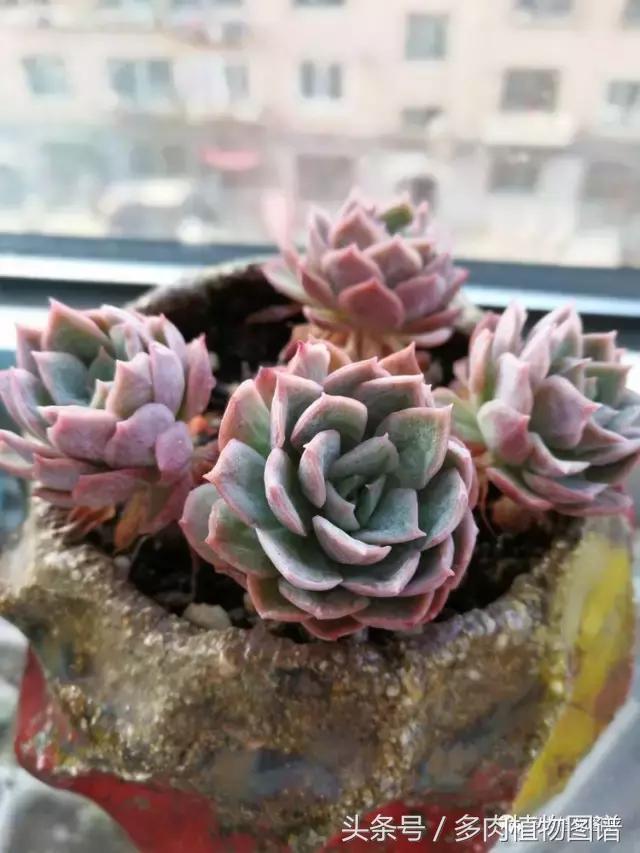 入坑半年的经历,入坑五个月总结