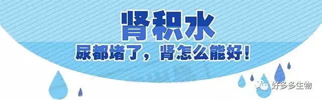 肾积水引发的尿漏怎么办,肾积水排尿困难吃什么药