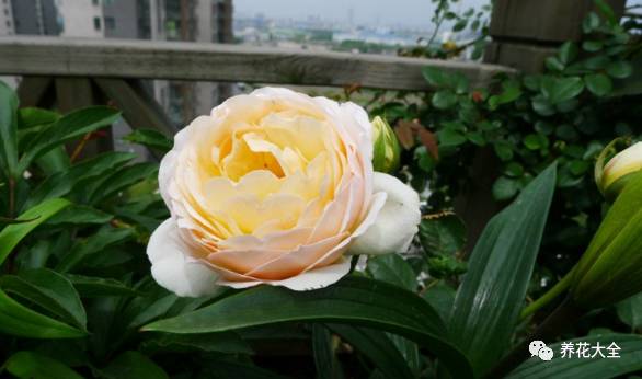 最美最高端的30款月季 (十种绝美的月季)