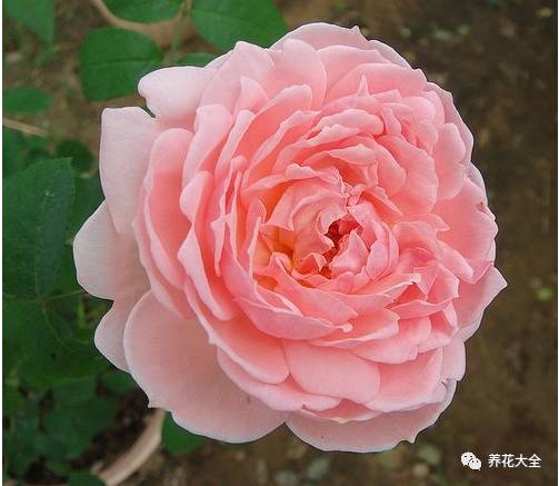 最美最高端的30款月季 (十种绝美的月季)