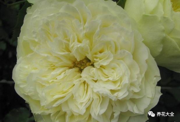 最美最高端的30款月季 (十种绝美的月季)