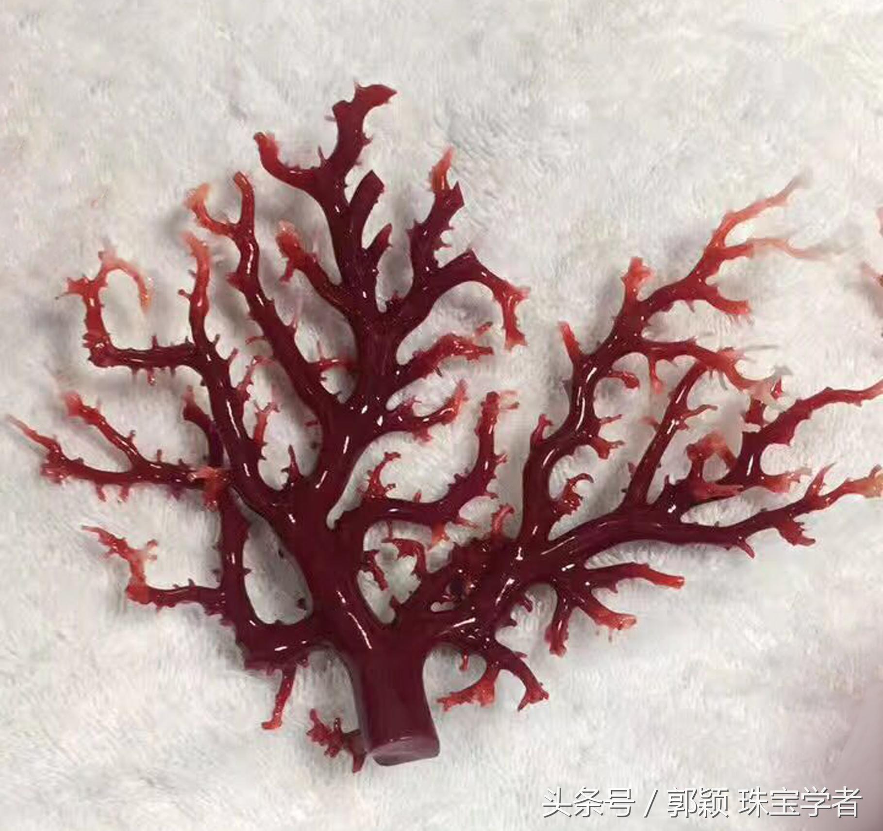 阿卡牛血红珊瑚自己戴可以吗,顶级阿卡牛血红珊瑚是哪个产地