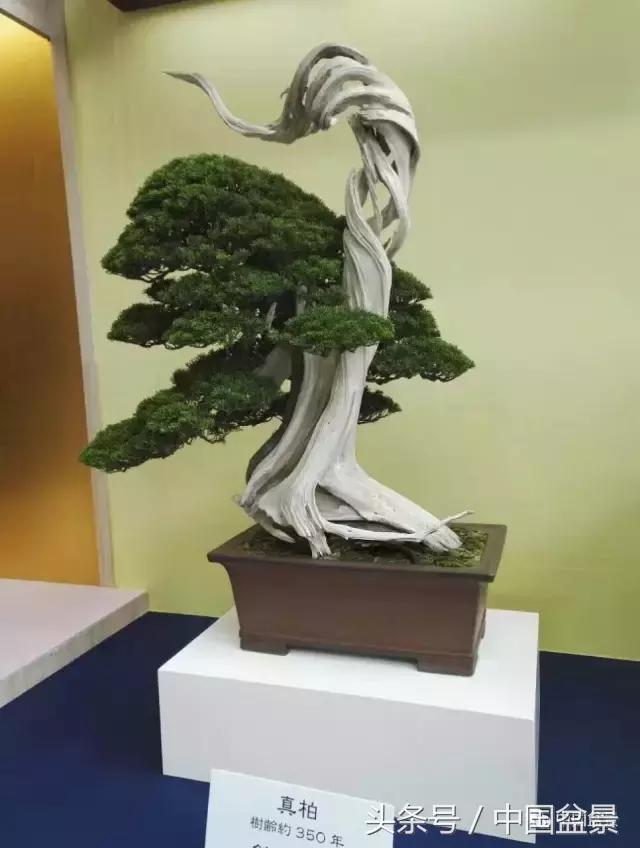 现在什么盆景最有前景,盆景创业未来前景如何