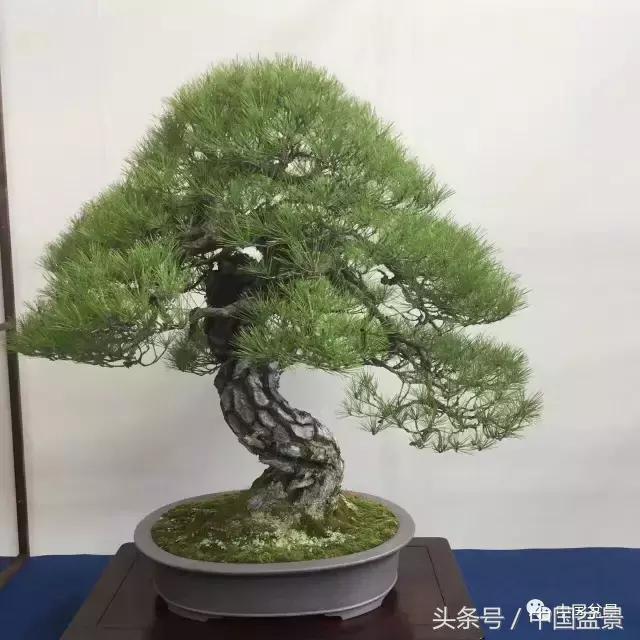 现在什么盆景最有前景,盆景创业未来前景如何